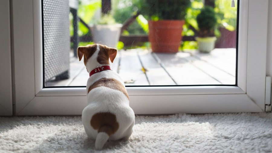 nationwide-pet-food-recall:-more-products-pulled