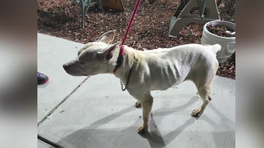 pair-sentenced-in-warren-animal-neglect-case