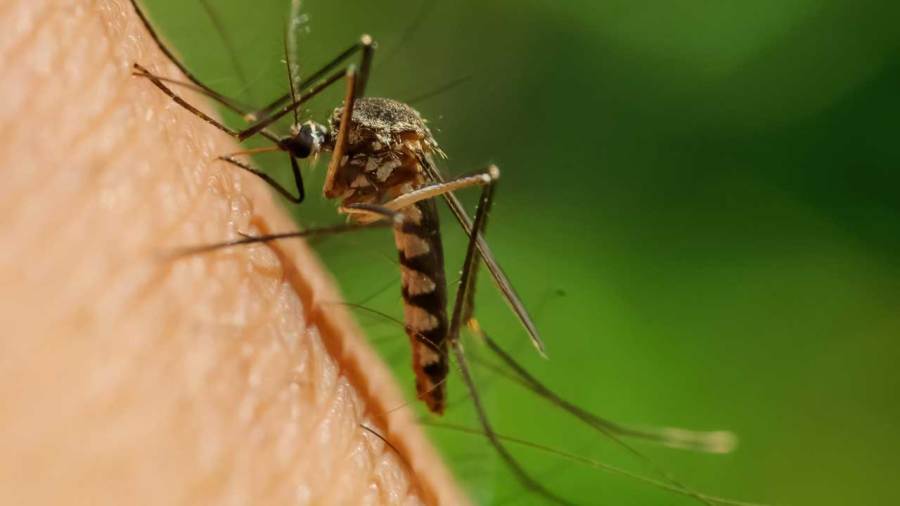 city-of-niles-to-spray-for-mosquitos