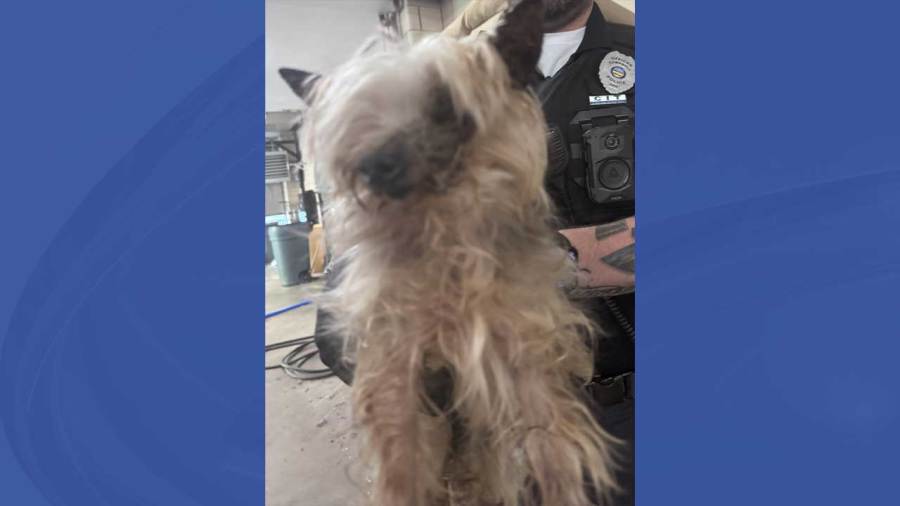 police-seeking-information-on-dog-found-in-terrible-condition