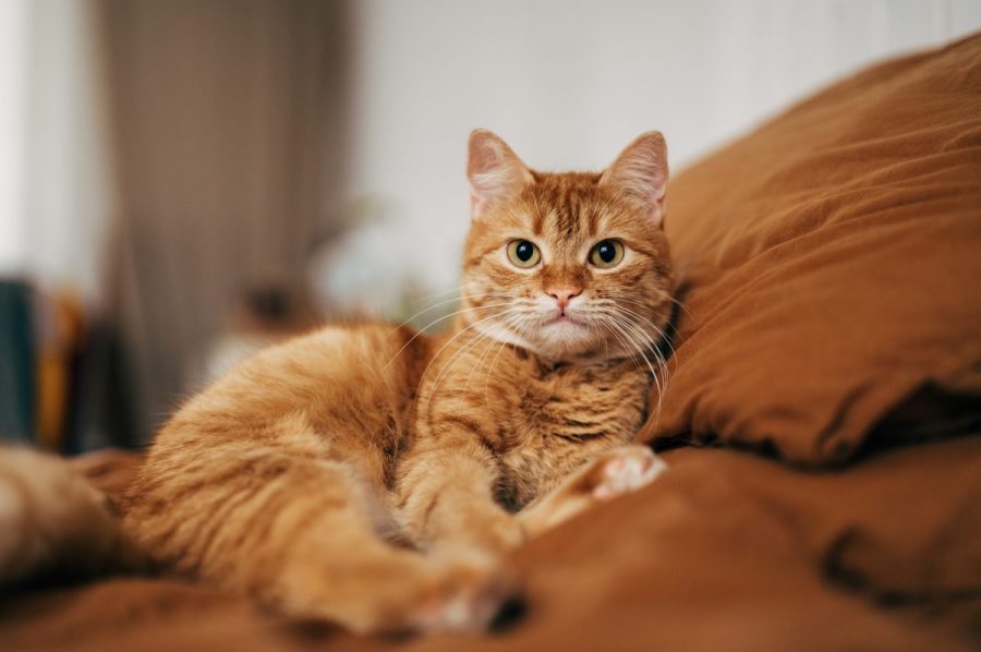 tick-behind-meat-allergy-could-spread-deadly-disease-to-your-cat