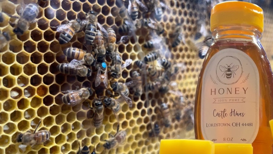 from-bee-to-bottle:-where-your-honey-comes-from