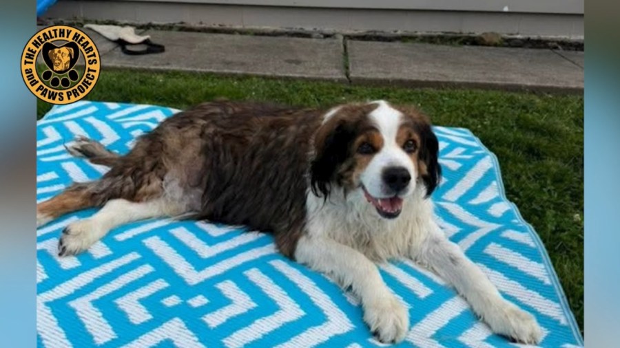 shelter-dog-highlights-need-for-death-planning-for-pets