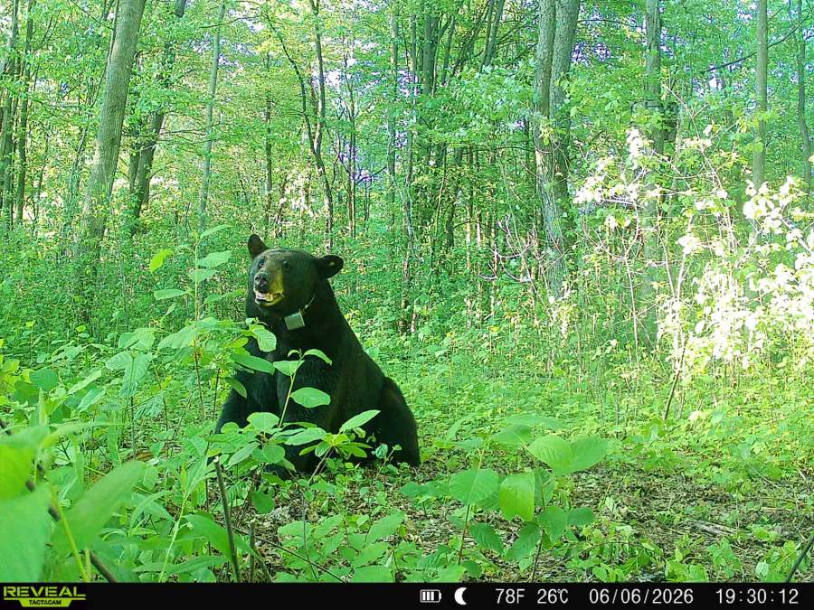‘unusually-large’-bear-roaming-northeast-ohio