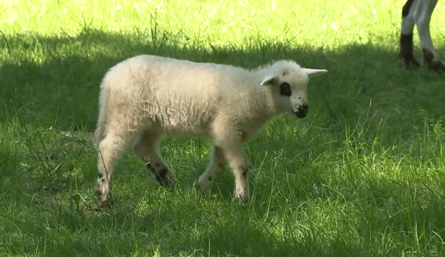 animal-born-on-ohio-farm-may-be-extremely-rare:-‘i-thought-i-was-crazy’