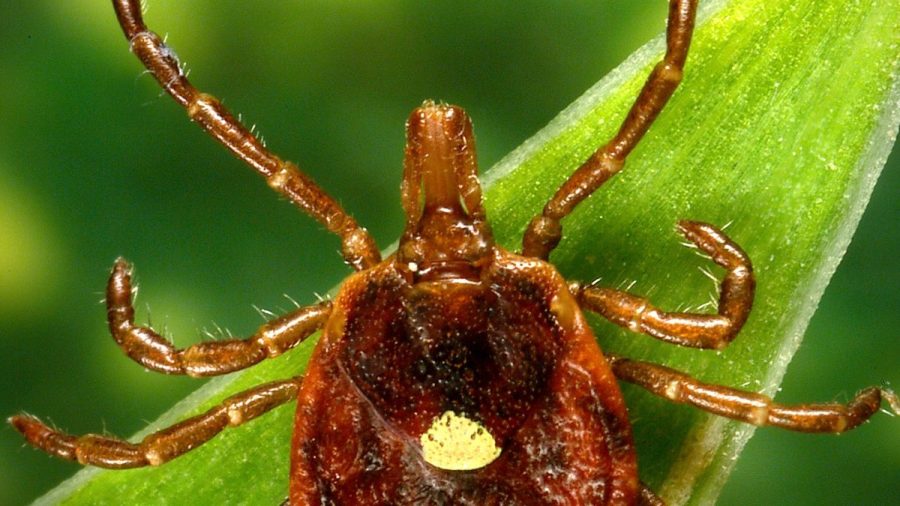 think-a-tick-bit-your-dog-or-cat?-here-are-symptoms-to-look-for