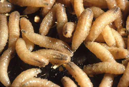 pennsylvania-issues-quarantine-order-amid-heightened-risks-of-new-world-screwworm