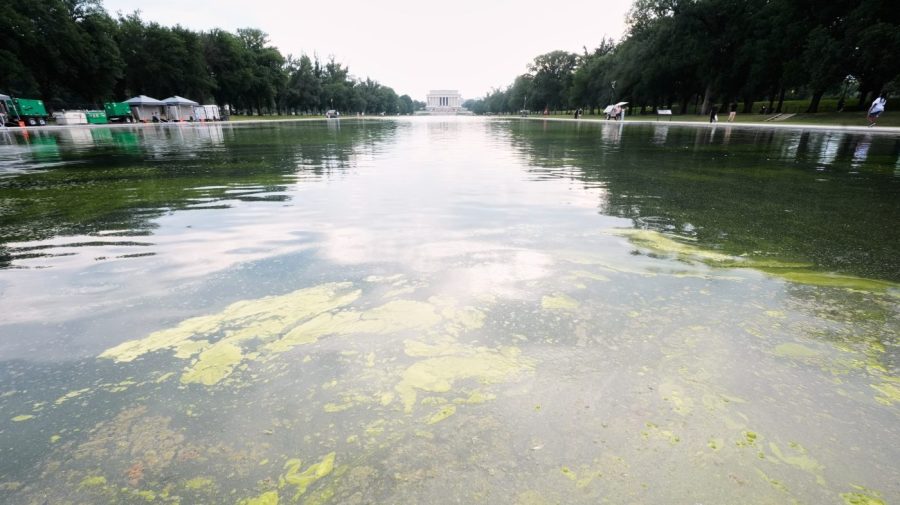 green-algae-returns-to-reflecting-pool-days-into-trump’s-renovation