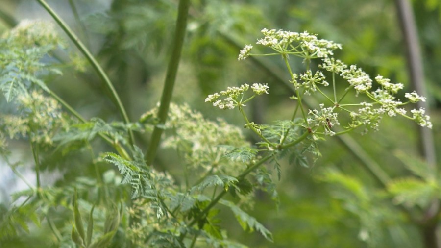 not-all-summer-blooms-are-safe:-spotting-poison-hemlock-in-ohio