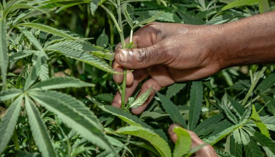 for-papas-who-puff-&-dads-who-dab:-check-out-our-2026-father’s-day-cannabis-gift-guide
