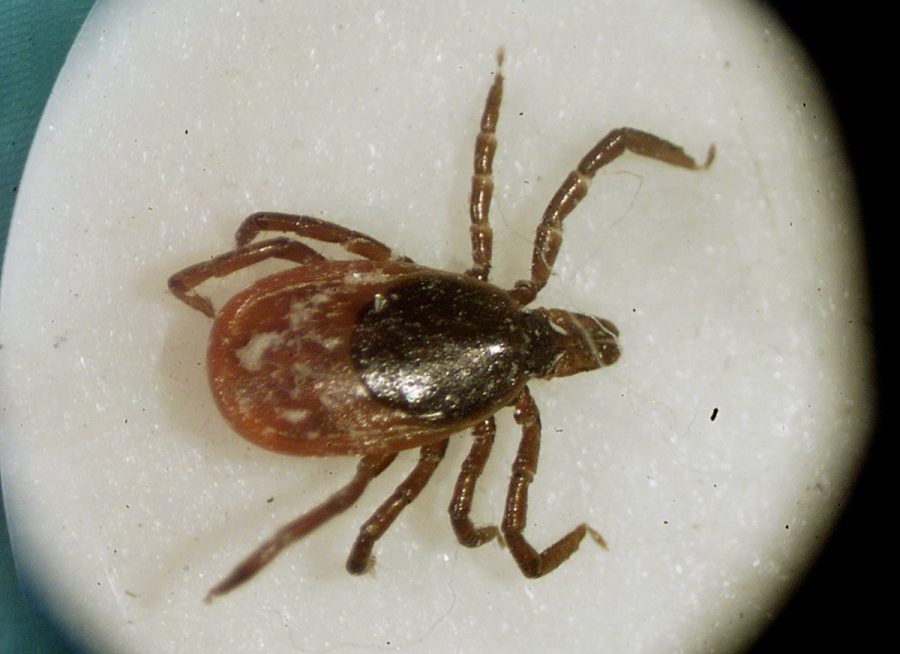 rare-lyme-disease-causing-strain-spreads-to-new-state:-what-to-know