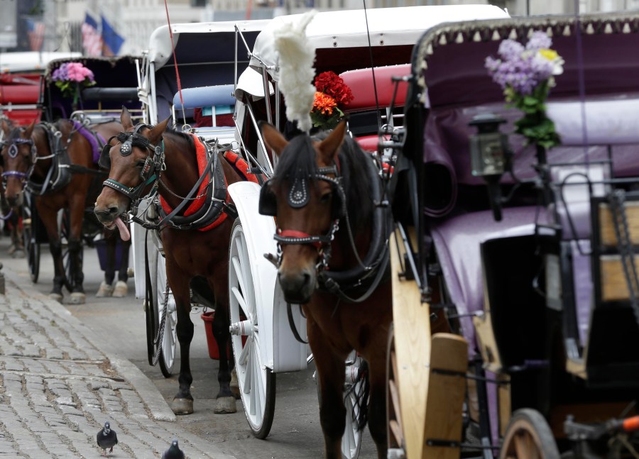 new-york-mayor,-other-leaders-push-to-ban-horse-drawn-carriage-rides-after-indian-teen’s-death