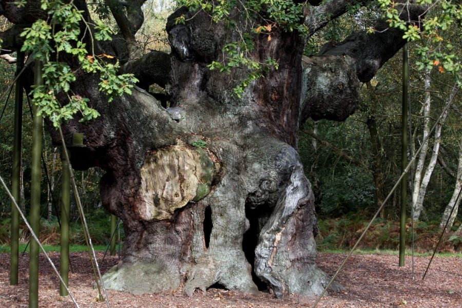 ancient-oak-tree-said-to-have-sheltered-robin-hood-dies-after-1,200-years