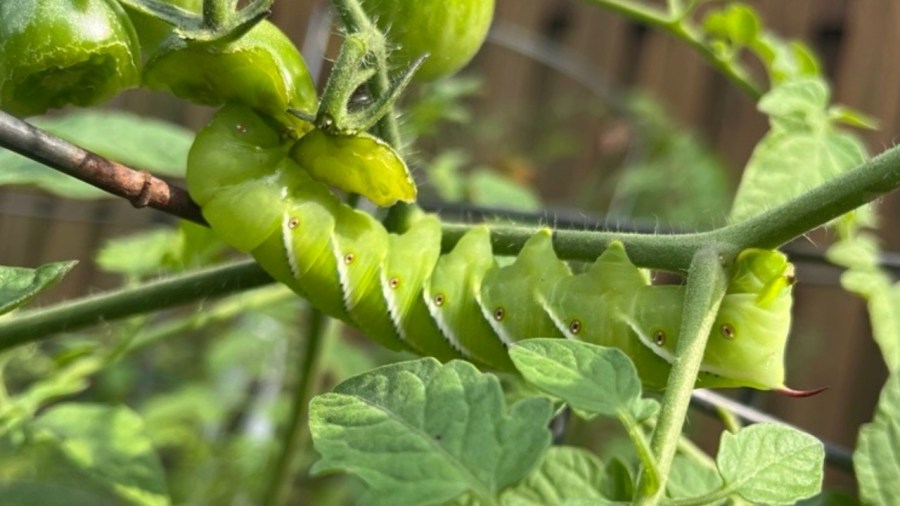 protecting-plants-from-bugs