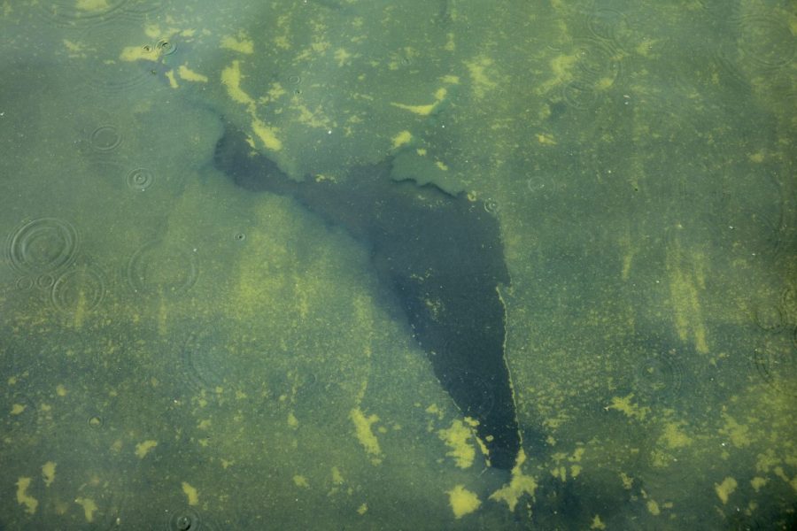 sealant-on-lincoln-memorial-reflecting-pool-appears-to-be-peeling,-photos-show