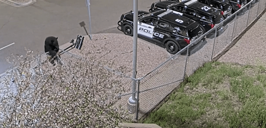 watch:-bear-caught-sneaking-into-police-parking-lot