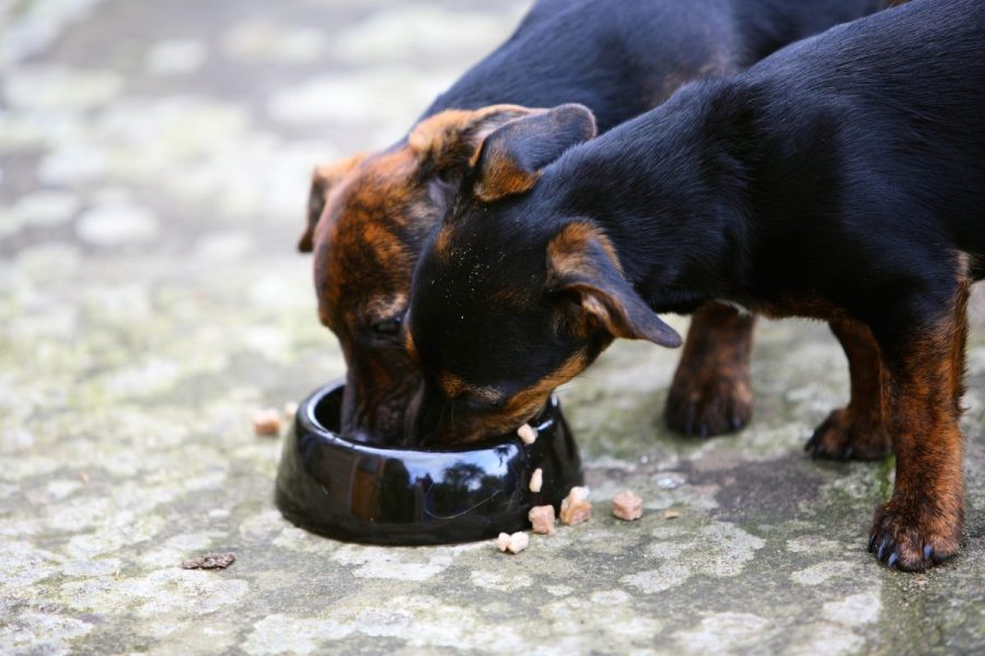 over-400,000-lbs-of-pet-food-recalled-across-several-states