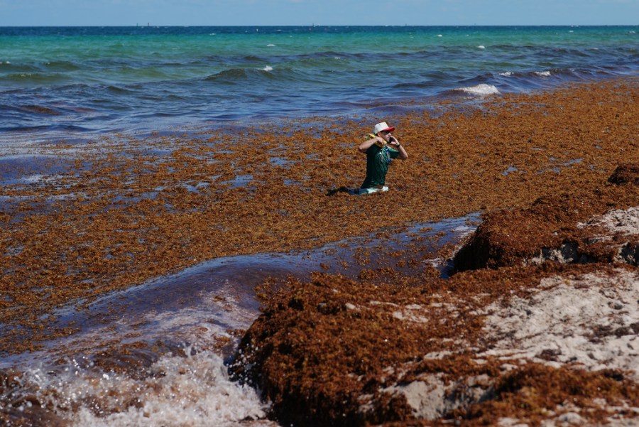 smelly-sargassum-inundates-florida-beaches.-these-states-could-be-next
