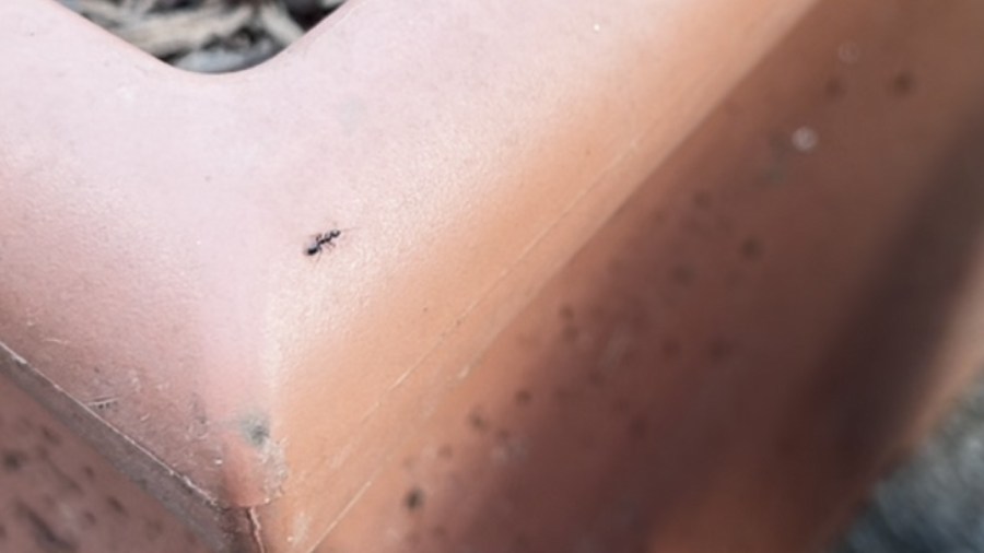 bugged-by-insects?-how-to-keep-them-out-of-your-home