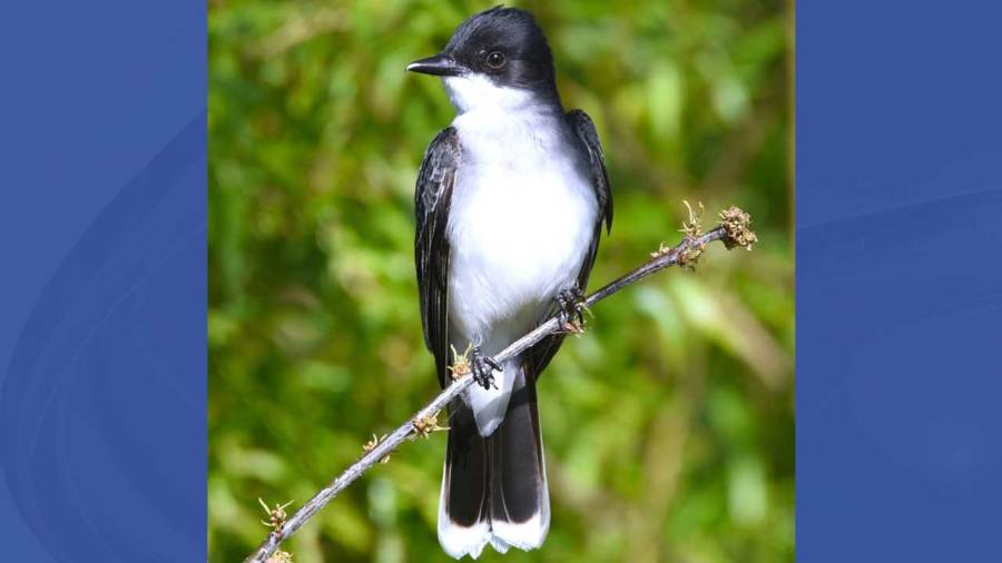 doctor-talks-health-benefits-of-bird-watching