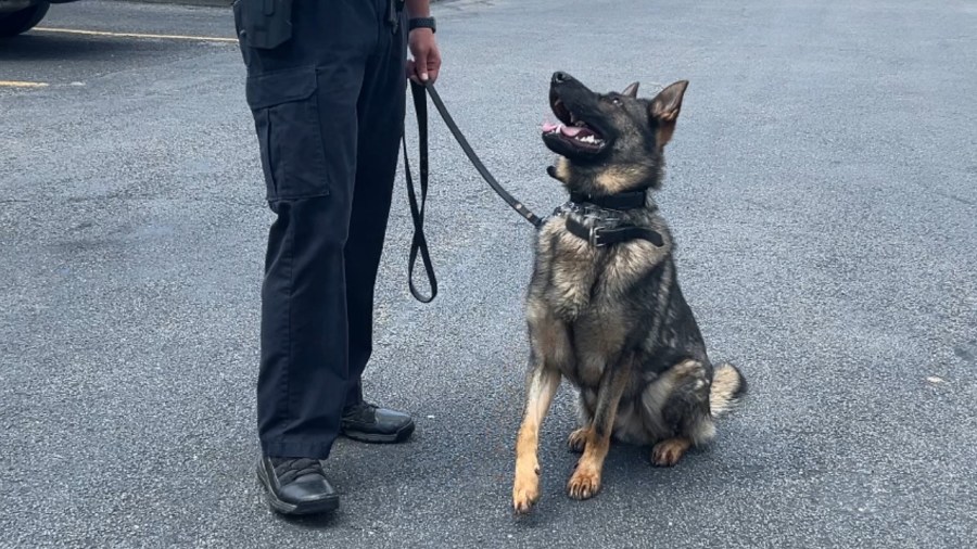 k-9-tracks-evidence-after-police-pursuit:-report