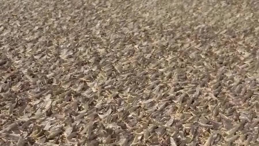 they-are-back!-mayflies-swarm-northeast-ohio-communities:-what-to-know