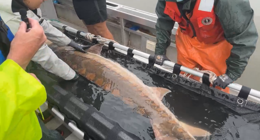 116-pound-fish-caught-in-new-york’s-hudson-river