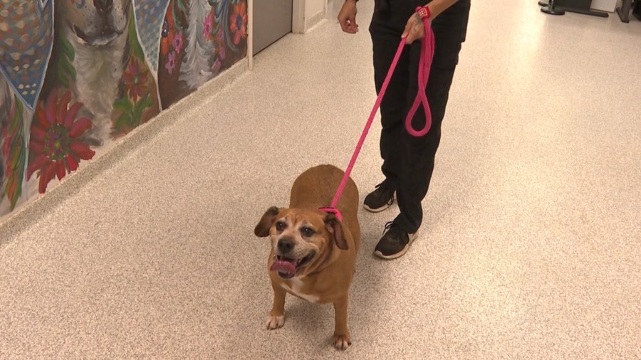 program-keeps-seniors-and-pets-together