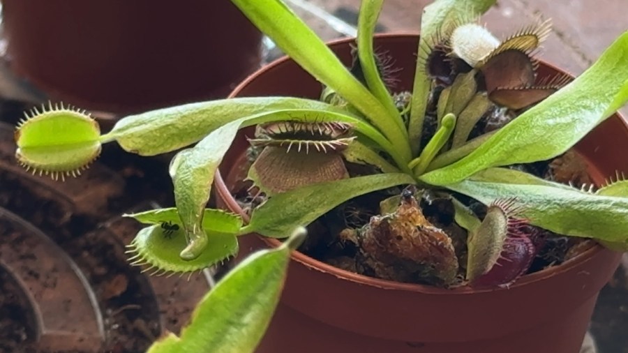 what-to-know-about-carnivorous-plants-and-how-to-keep-them-alive