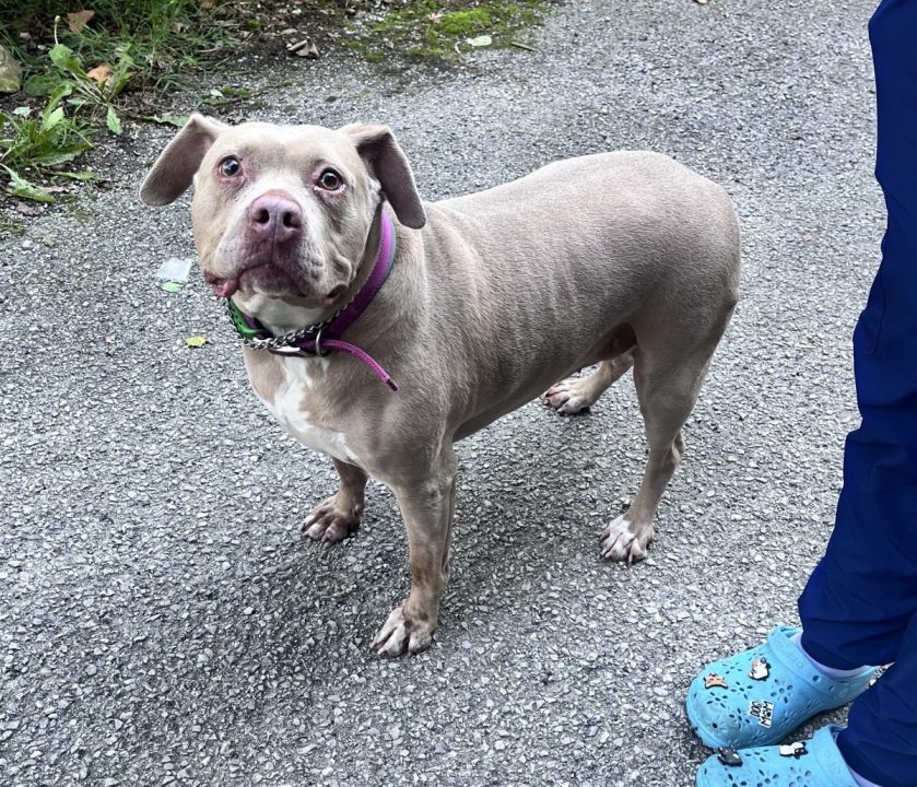 man-saves-dog-from-burning-semi-after-enduring-violent-wreck-on-i-64-in-w.-virginia
