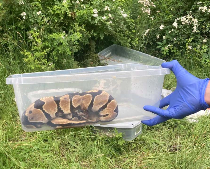 exotic-snakes-abandoned,-found-dead-near-pennsylvania-road,-troopers-searching-for-owners