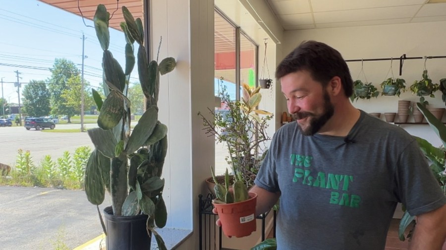 tropical-plants-you-can-grow-in-ohio-for-fruit-and-drinks