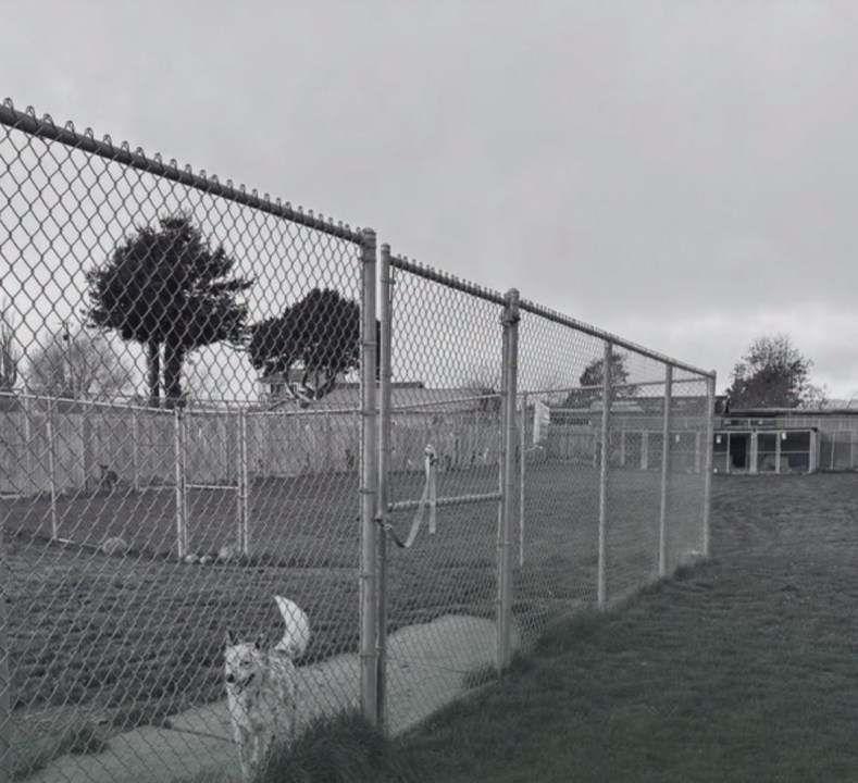 100+-dead-dogs-found-at-california-rescue-amid-animal-cruelty-investigation