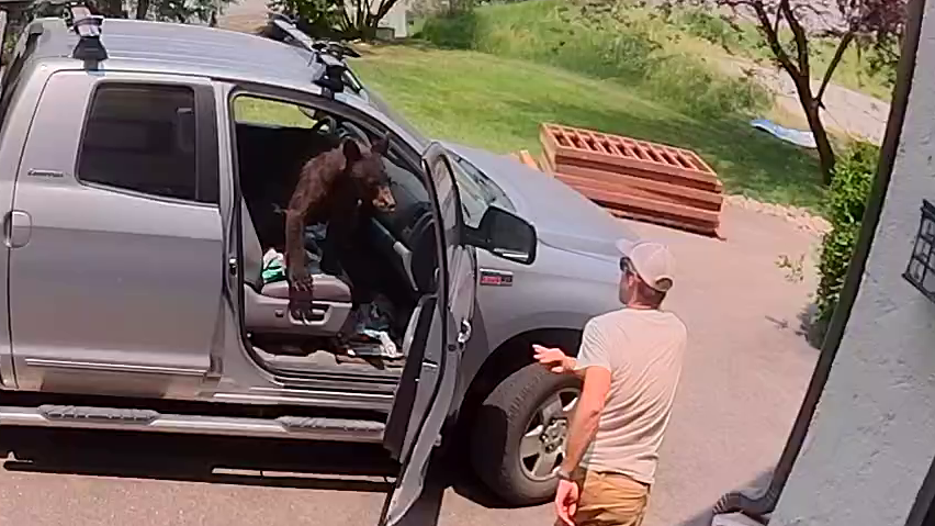 watch:-bear-sitting-in-front-seat-of-truck-surprises-man-in-colorado