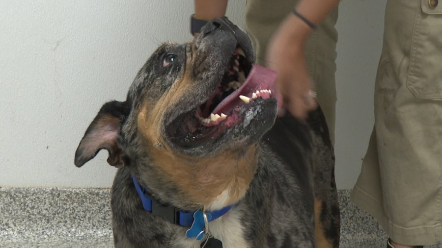 healthy-hearts-and-paws-project-to-begin-enforcing-‘shelter-laws’