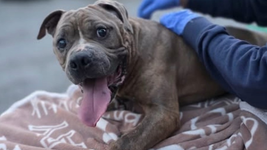 dog-passes-away-after-suffering-heat-stroke-in-niles