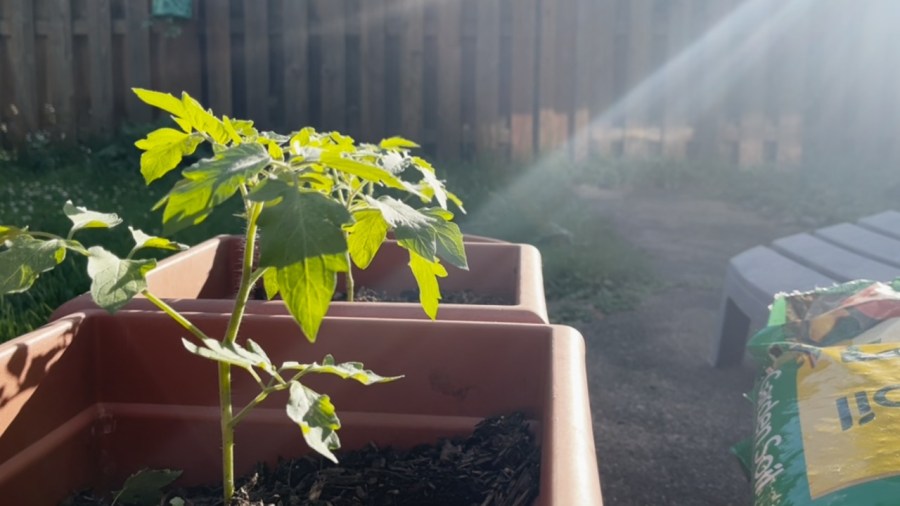 local-plant-giveaway-to-encourage-healthy-lifestyles