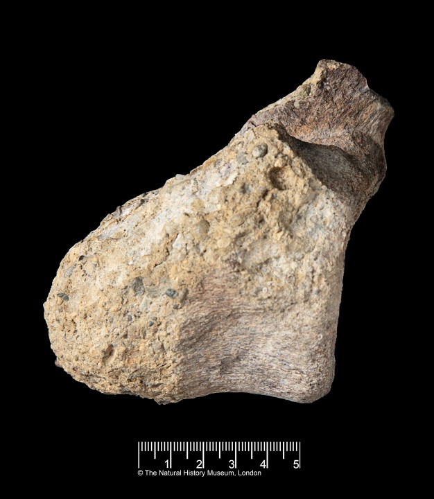 a-rare-dinosaur-fossil-from-antarctica-is-found-tucked-away-in-a-drawer
