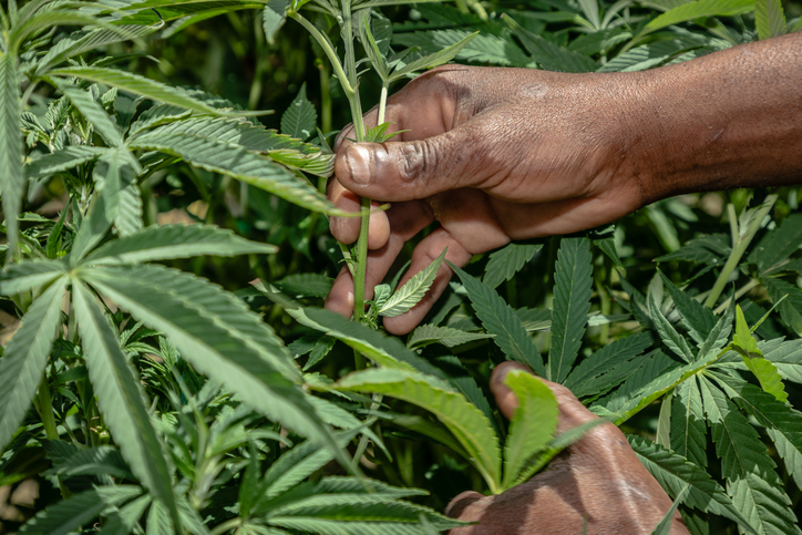 Close-up of Hands of a Black Male Farm Worker Defoliating Cannabis Plant on Legal Marijuana Farm