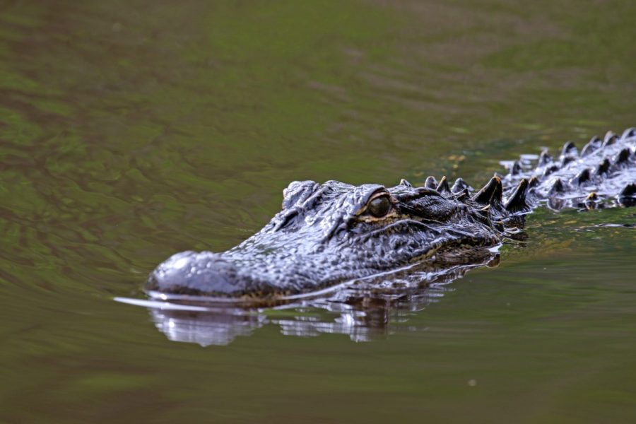 ‘incredibly-tragic’:-officials-identify-woman-killed-by-alligator-in-florida-river