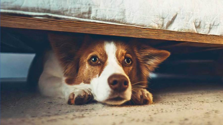 shelter-encourages-registering-pets-before-they-go-missing