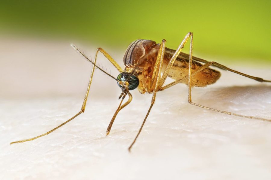 west-nile-virus-cases-hit-22-year-spike.-here’s-where-activity-is-highest-in-us