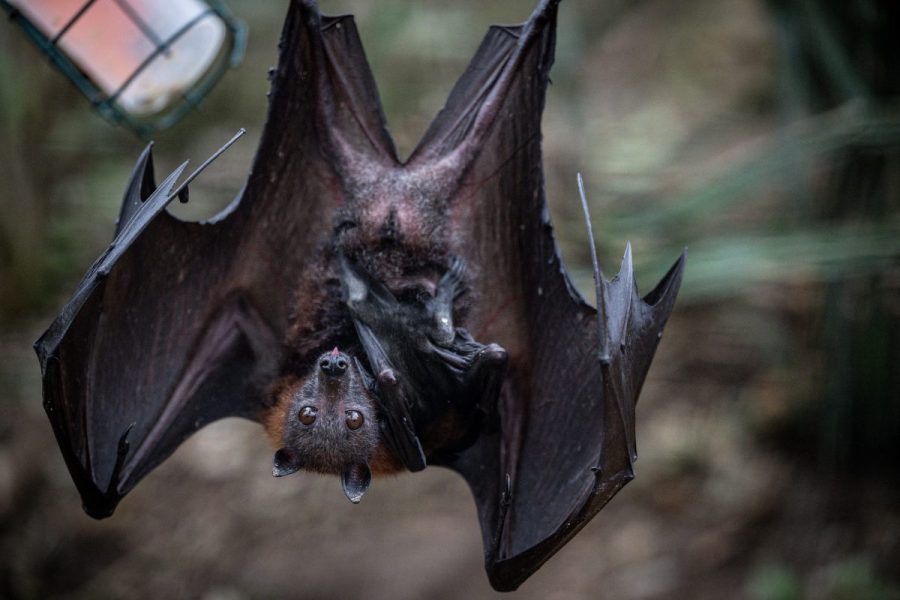 boy-dies-from-rabies-after-waking-up-to-bat-on-his-face