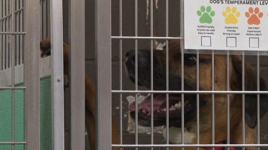 community-helps-keep-warden-dogs-cool-amid-extreme-heat