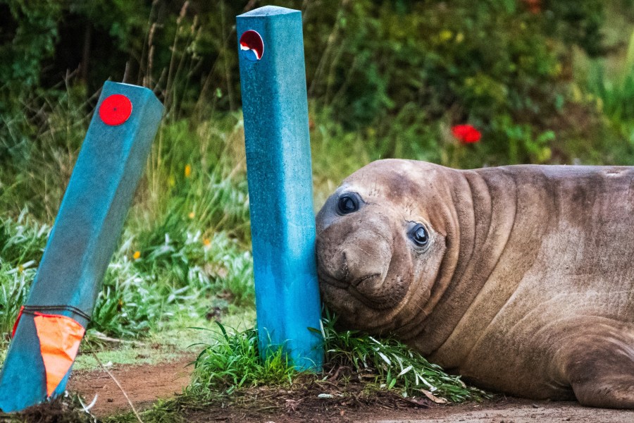 australian-officials-ask-fans-to-respect-the-privacy-of-neil,-a-1-ton-seal-who-respects-nothing