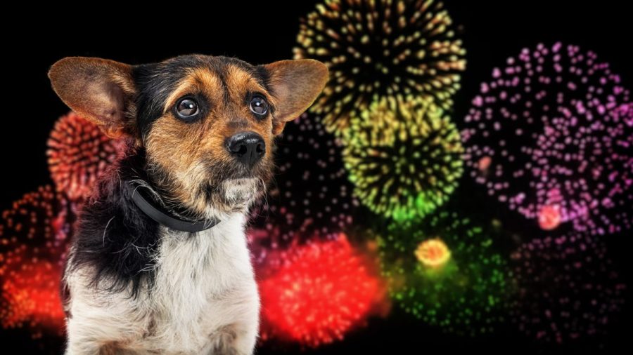 every-dog-has-its-day,-but-it’s-not july-fourth