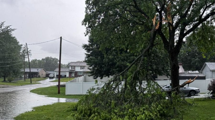 austintown-to-provide-tree-limb-removal-for-residents