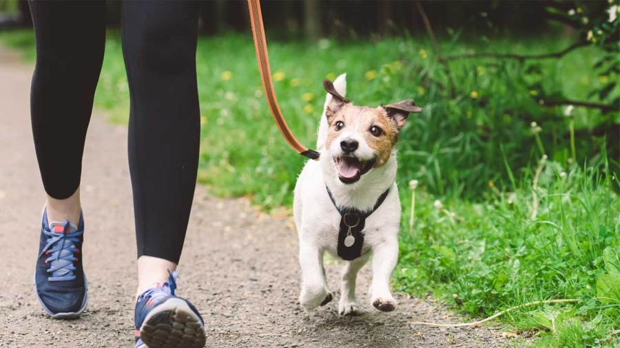 ribbon-cutting-for-new-youngstown-dog-park