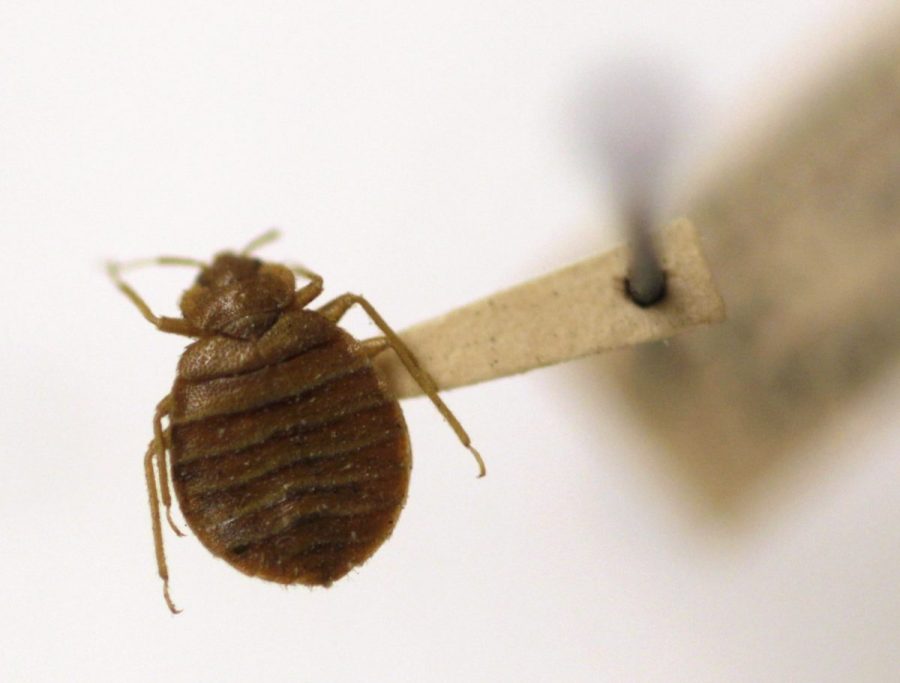 youngstown-among-us’s-worst-cities-for-bed-bugs,-orkin-report-finds