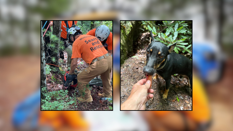 missing-dog-survives-fall-from-65-foot-cliff,-rescued